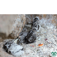 گونه بالابان Saker Falcon